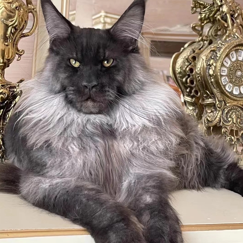 猫舍直销,批发价出售,缅因库恩猫